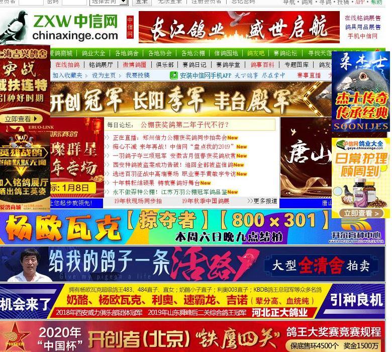 中国信鸽信息网站点缩略图
